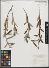 Foto von Salix L.